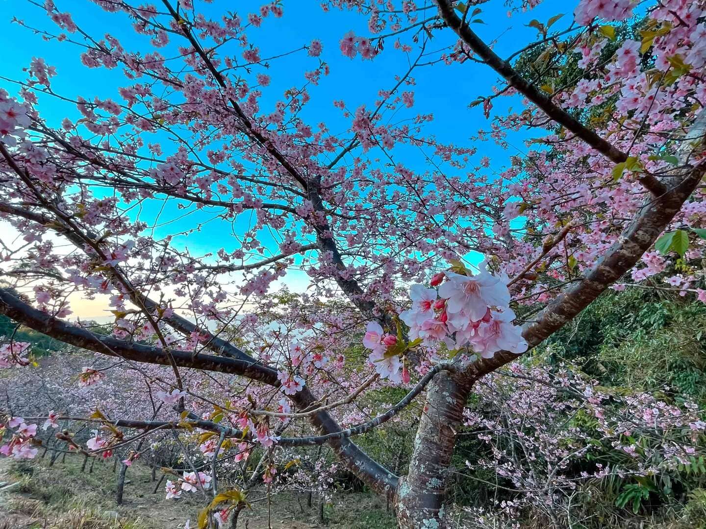 38甲櫻花公園
