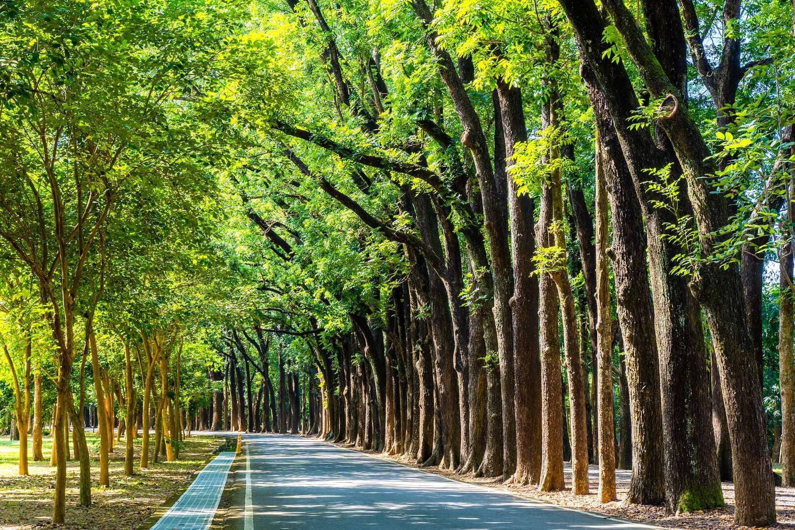新威森林公園